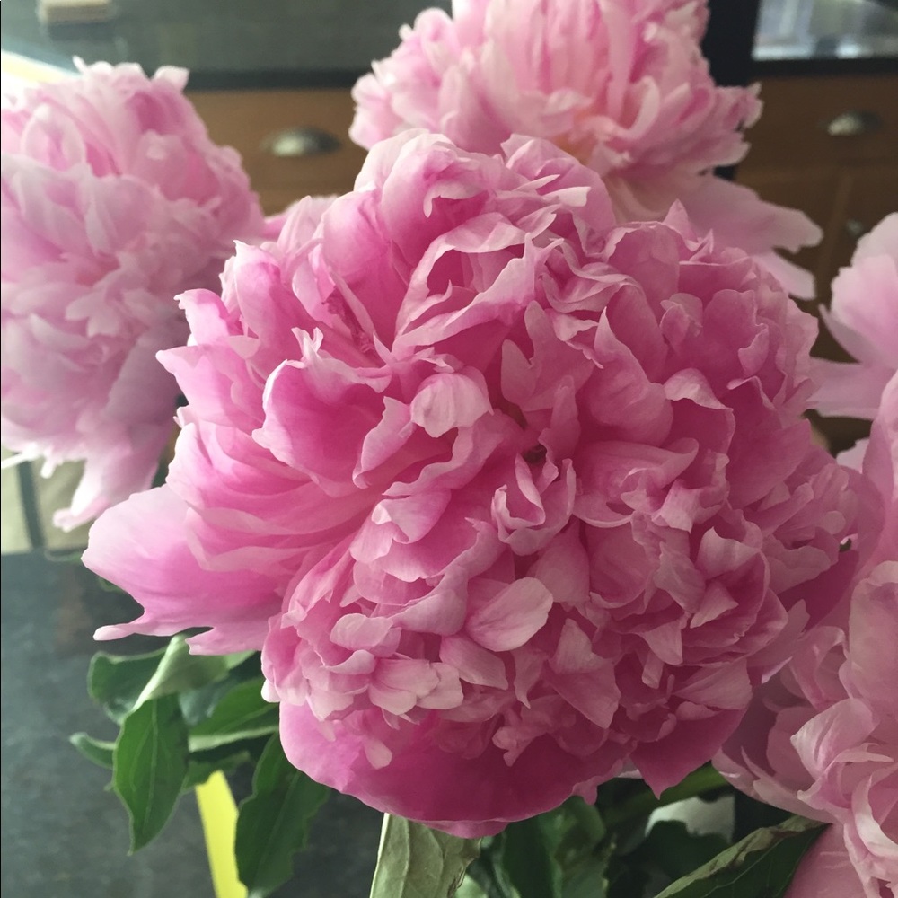 Meet your Posher, Avery